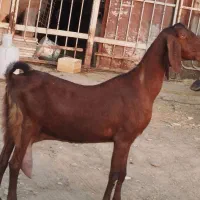 بز کامورایی اصل