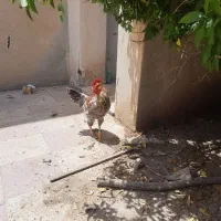 خروس محلی|حیوانات مزرعه|کازرون, |دیوار
