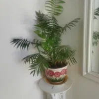 گل شامادورا