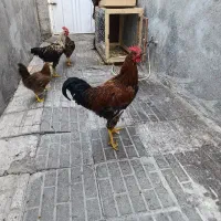مرغ و خروس