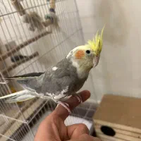 عروس هلندی جفت نر و ماده به همراه قفس وسایل کامل