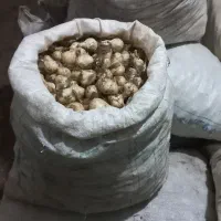 خرید فروش موسیر