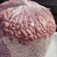 بادام زمینی تازه امساله
