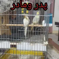 عروس هلندی اول بخون