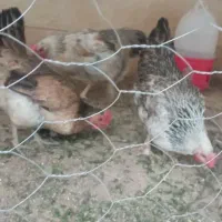 مرغ تخمگذار