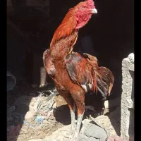 خروس لاری قلم سبز