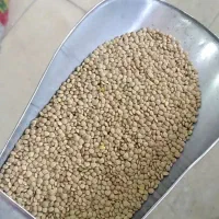 عدس درجه یک