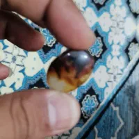 مهره شچر. سلیمانی