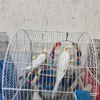 عروس هلندی