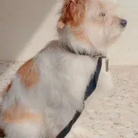 سگ بازیگوش