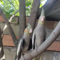 دوتا جوجه خروس نر فروشی هست