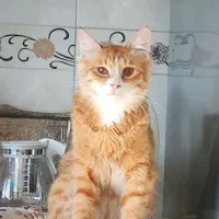 واگذاری گربه