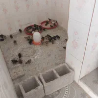 جوجه  واکسن خورده