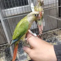 گرینچیک نرم خور و دونخور