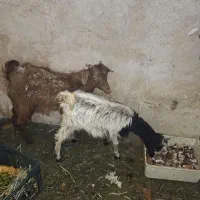 گوسفند