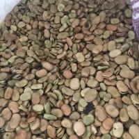 باقالا خشک درجه یک