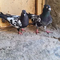 فروش کبوتر سینه سیاه سر حال