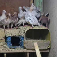 دوازده عدد کفتر مغلف هفرنگ