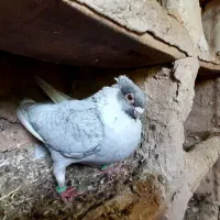 کبوتر موشی نقره ای ماده و طوقی ابی و قرمز