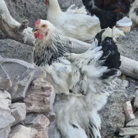 مرغ و خروس برهما