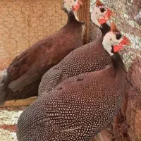 مرغ شاخدار