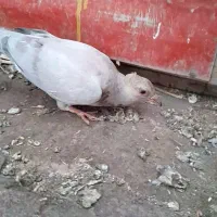 3عدد. کبوتر