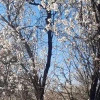 همسفر از خوزستان به شیراز