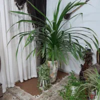 فروش پرده