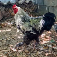 خروس برهما