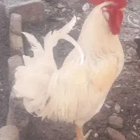خروس کردی