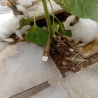خرگوش