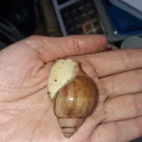 ۸۰ عدد حلزون اچاتینا آفریقایی