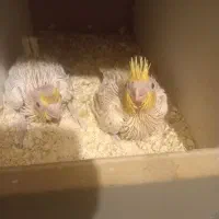 جفت عروس خاص و مولد