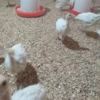 بوقلمون
