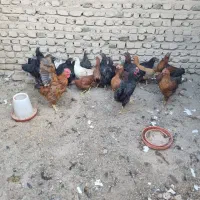 جوجه تشنک مرغ