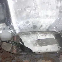 ماهی فایتر ماده ونر وگوپی جفت|ماهی|قزوین, |دیوار