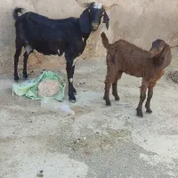 یک عدد چاووش زایده به ضمانت سالمی