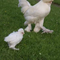 جوجه سلطان یک روزه