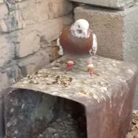 کبوتر|پرنده|حمیدیا, |دیوار