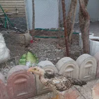مرغ لاری چهار ماه