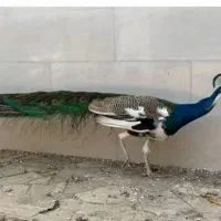طاووس هندی ومصری