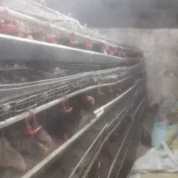 قفس مرغ تخمگذار