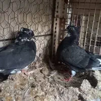 کبوتر کفتر دمسفید اشعل