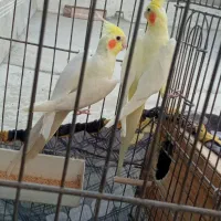 عروس هلندی