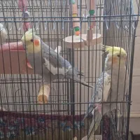 عروس هلندی نر  ماده با قفس بزرگ