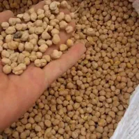 نخود|خوردنی و آشامیدنی|بروجرد, |دیوار