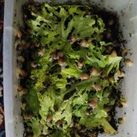 حلزون کلاژن ساز