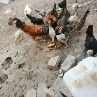 جوجه. خانگی اصل