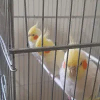 عروس هلندی