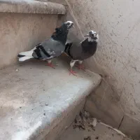 کبوتر